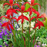 Azetic Lily Flower Bulb Summer Flower Bulbs Collection (Pack of 3 bulbs) Flowering Plants