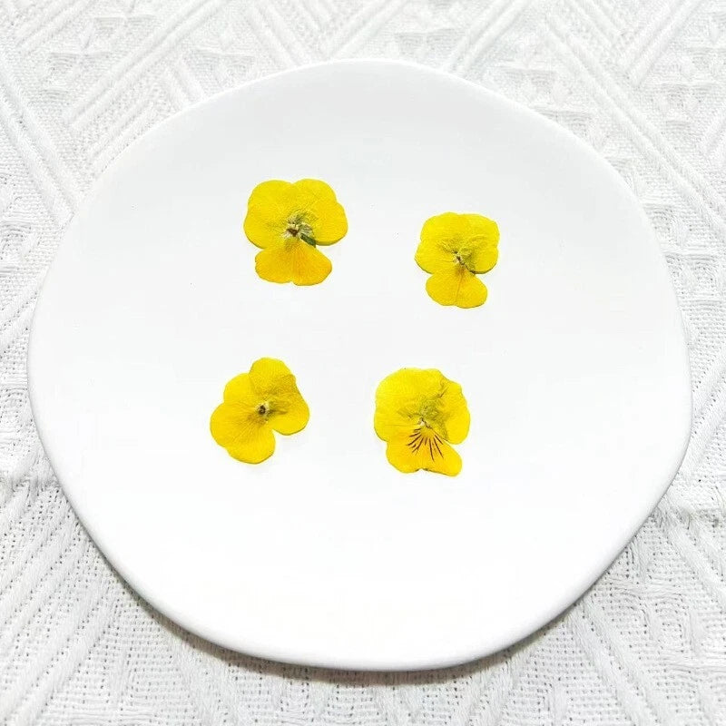 12pcs pressed dried pansy/viola flowers, bright yellow flat petals on a white plate