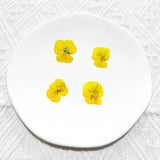 12PCS Real Pressed Dry Pansies/Violas Flower for art candle craft FSS47 #7 Dried Flower