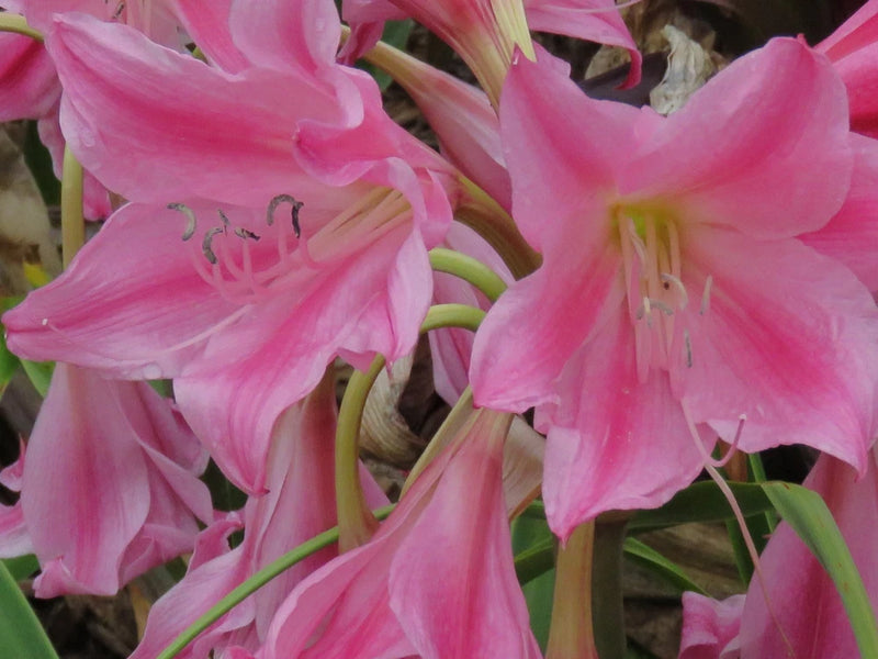 Pink crinum lily flowers with ruffled petals and long stamens
