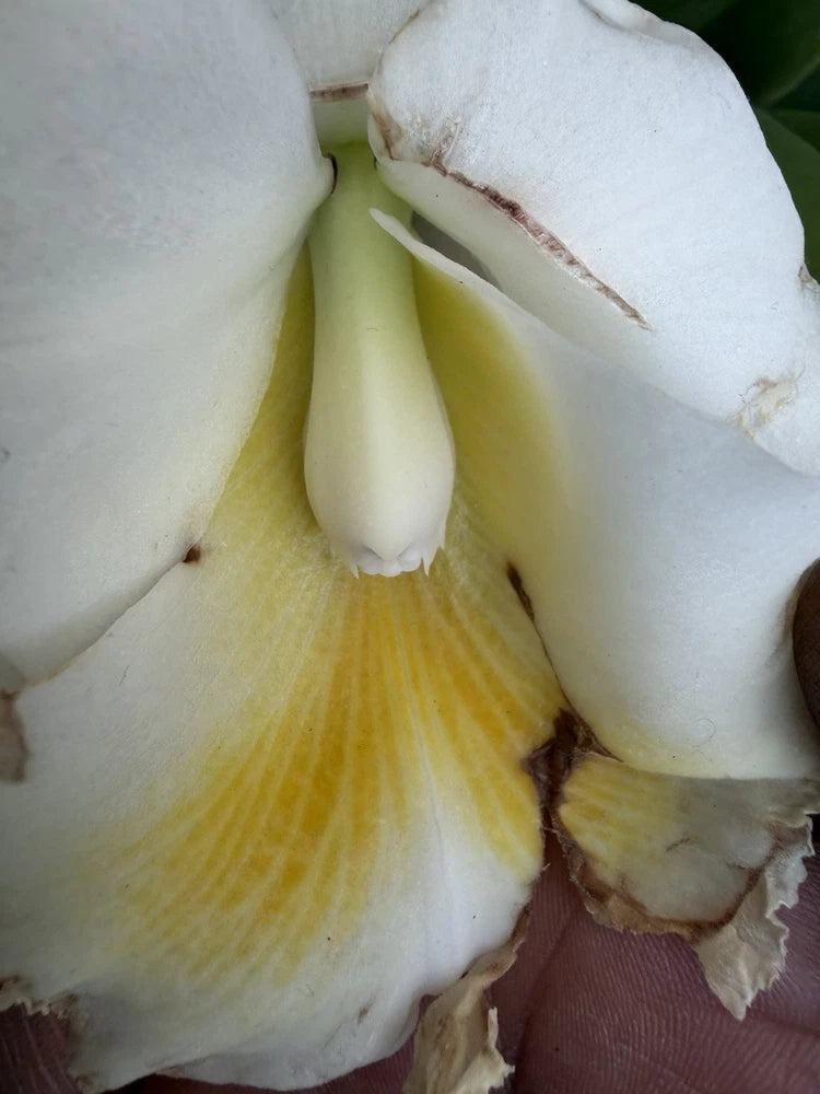 White orchid flower with yellow center and brown-edged petals
