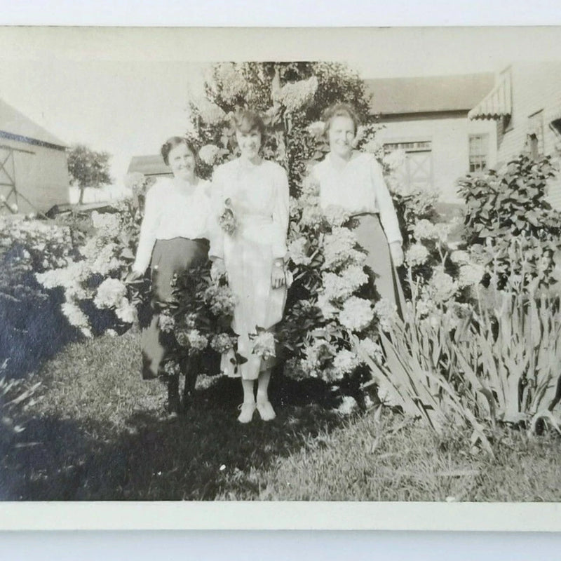 Antique Photo Women In Hydrangea Shrub Flowers 1919 Snapshot Hydrangea