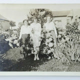 Antique Photo Women In Hydrangea Shrub Flowers 1919 Snapshot Hydrangea