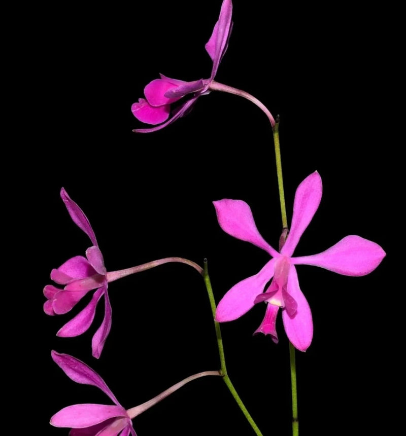 Pink orchid live plant with multiple blooming flowers