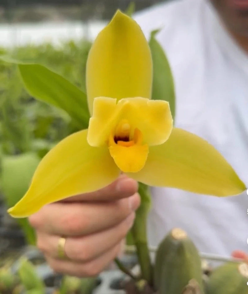 Yellow orchid flower with layered petals and orange center, handheld close-up