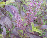Ocimum tenuiflorum, Purple Leaf Thai Holy Basil Tulsi Herb Flower - 250 Sementes Flowering Plants