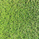 Rare  Empire  Zoysia grass seeds - 1/8 lb - limited Green Plant