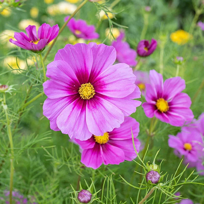 200+ Radiance Cosmos Seeds for Garden Planting - USA - FREE SHIPPING! Garden Plants