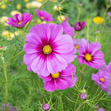 200+ Radiance Cosmos Seeds for Garden Planting - USA - FREE SHIPPING! Garden Plants