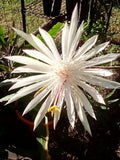 2 EPIPHYLLUM, ORCHID HOOKERI STRICTUM1 FRESH CUTTINGÊ6 to 8 inches Orchids
