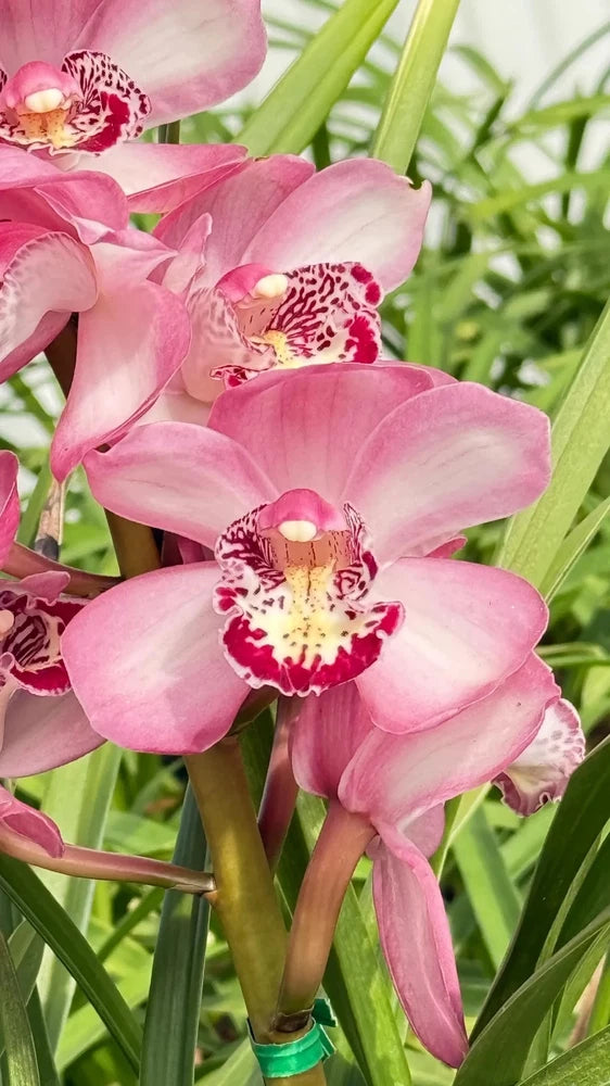 Pink cymbidium orchid in a small pot, speckled yellow-and-red blooms and green leaves