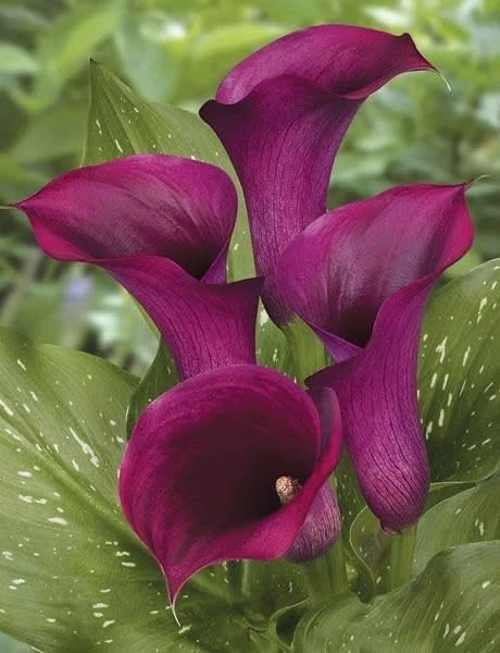 Purple calla lily flowers with curved petals and green speckled leaves