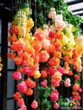 25+ Rainbow Weeping Begonia Seeds for Garden Planting - USA - FREE SHIPPING! Garden Plants