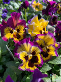 200+ Frizzle Sizzle Lemonberry Pansy (Viola) Seeds for Garden - FREE SHIPPING! Garden Plants