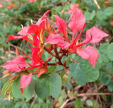 RED ORCHID TREE Bauhinia Galpinii exotic flower bonsai rare plant seed 10 seeds Orchids