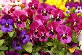 50 RASPBERRY BLOTCH PANSY Swiss Giant Viola Wittrockiana Pink Flower Seeds Flowering Plants