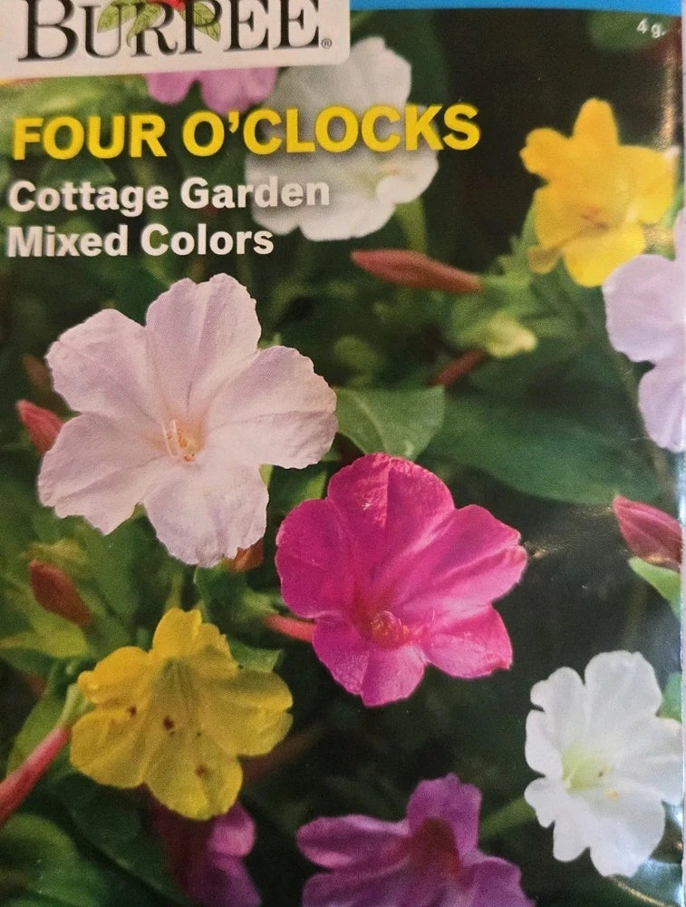 FOUR O'CLOCK Cottage Garden Mixed Colors SEEDS 4g Annual Garden Plants