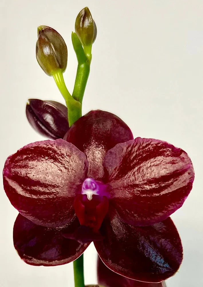 Near-blooming dark burgundy Phalaenopsis orchid flower with purple center