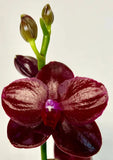 Phalaenopsis Orchid  Phal. Sogo Relex '1661' Near Blooming Size In 2.5"  Pot,collectibles8899  100% positive (3.9K) Orchids