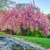 Kwanzan Cherry Tree- Pink Flowering 1-2 ft tall Now Live Tree Flowering Plants