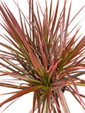 Magenta dragon madagascar tree plant Gardening LIVE Plant X 1 Garden Plants