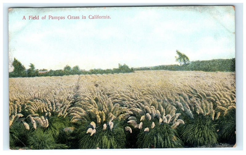 Vintage California Pampas Grass Field Lithograph Postcard M. Rieder Pampas Grass