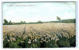 Vintage California Pampas Grass Field Lithograph Postcard M. Rieder Pampas Grass