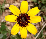 CHOCOLATE FLOWER Berlandiera Lyratai - 200 Bulk Seeds Garden Plants