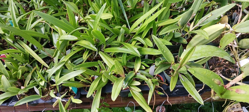 Orchid Cattleya Alliance 3 Pack Mad Happenings Special Tropical Plant Orchids