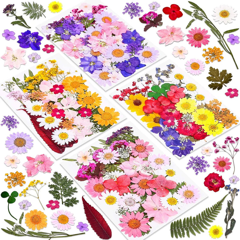 Assorted dried pressed flowers and leaves, colorful petals and foliage mix