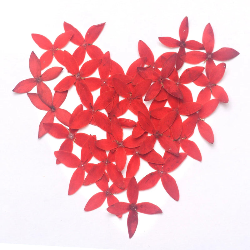 Red pressed flower petals, assorted for DIY resin and craft floral decor