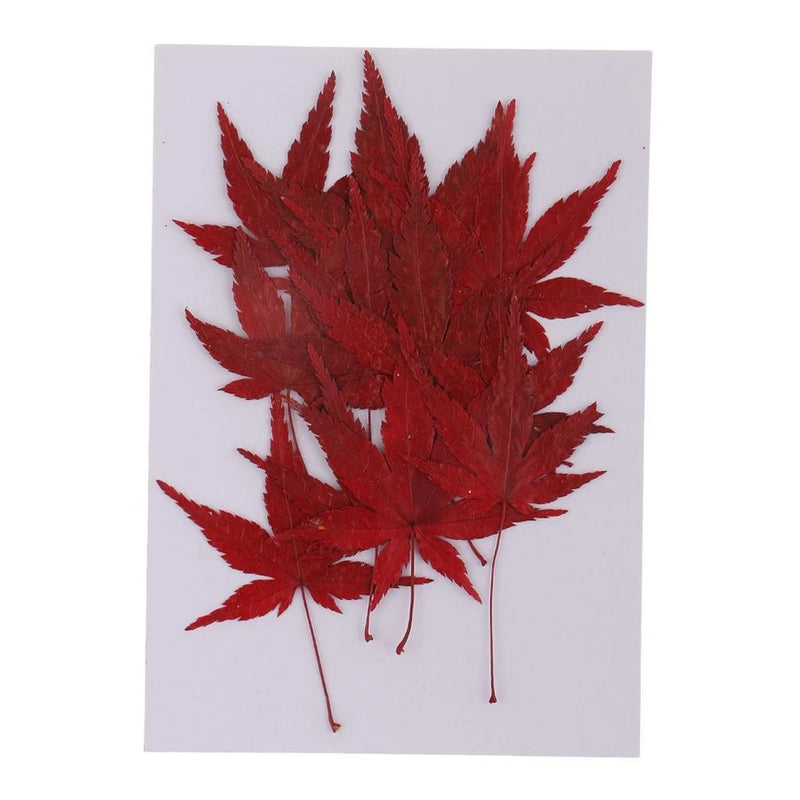 Dried red maple leaves, natural pressed craft flowers for DIY bookmarks