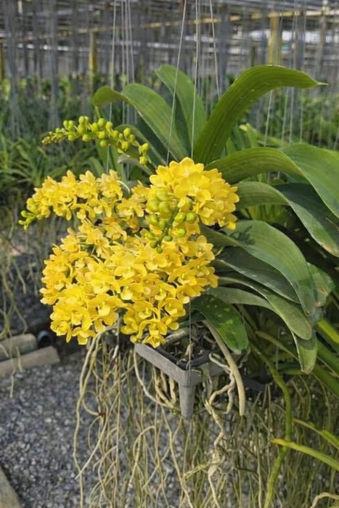 Yellow orchid plant with dense clusters of small flowers and green leaves