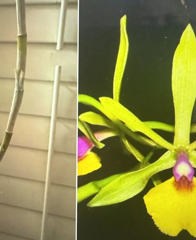 Yellow orchid single stem with lance leaves and purple-centered flower bloom