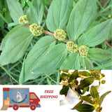 Plant Euphorbia Hirta Organic Asthma Dried Herbs Spurge, Ara Tanah Pure Herbal. Flowering Plants
