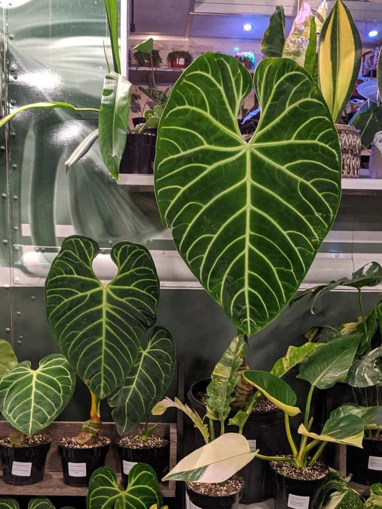 Anthurium Regale orchid with large dark green heart-shaped leaves and pale veins