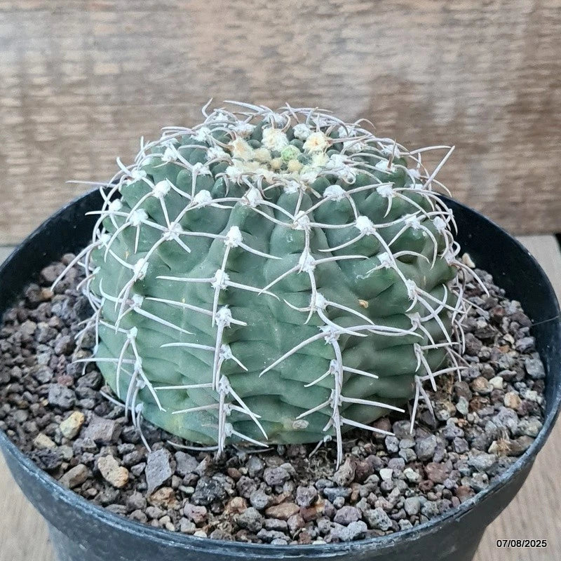D5737 GYMNOCALYCIUM VATTERI pot14-H7-W9 cm MaMa Cactus Green Plant