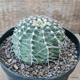 D5737 GYMNOCALYCIUM VATTERI pot14-H7-W9 cm MaMa Cactus Green Plant