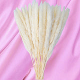 40 Pack GlamStems White Dried Pampas Grass Decor 18in w/ Safe Box | Pampas Grass Pampas Grass