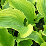 $6.00 Garden Plants