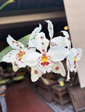 Odontoglossum crispum ÔLa JollaÕ AM/AOS, IN BLOOM, AWARDED, *ORCHID SPECIES* Orchids