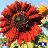 Sunflower 100 Seeds - Chocolate Cherry Non-GMO Sunflower