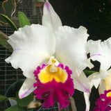 Live Orchid plantÑ-Rlc. Pamela Shells Hawaiian Delight Orchids
