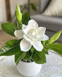 gardenia live plant Orchids
