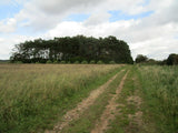 Photo 6x4 Byway to Great Massingham Pampas grass has been planted around  c2020 Pampas Grass