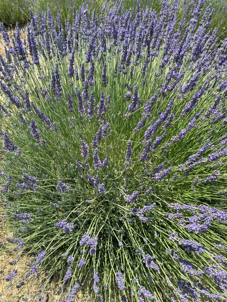 Dried lavender bunches with purple flower spikes and green stems
