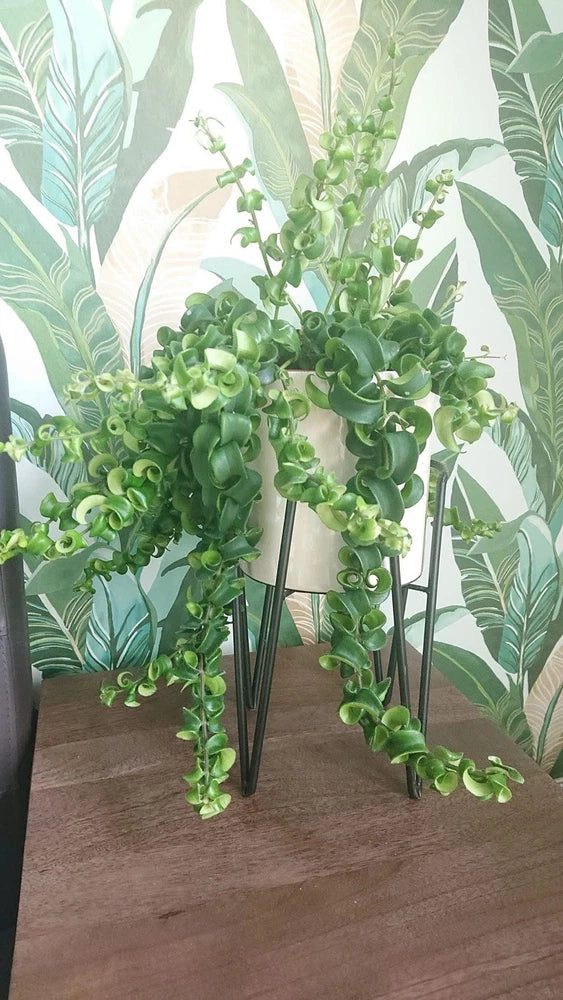Curly lipstick plant in pot with trailing curled green stems
