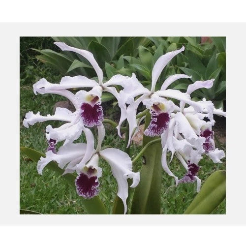 White orchid cluster with ruffled petals and deep purple throats