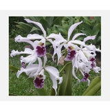 Laelia Crispa ÔAWZ-USAÕ x Sib 4Ó Pot Orchids