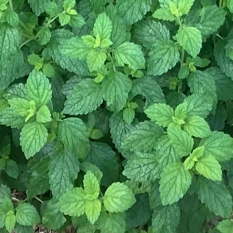 Lemon Balm Seeds (Melissa officinalis) ~Traditional Herb Pollinator Garden Garden Plants